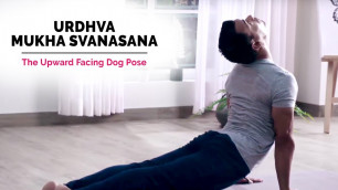 'Urdhva Mukha Svanasana | Upward Facing Dog Pose | Steps | Benefits | Yogic Fitness'