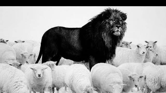 'ARE YOU A LION OR A SHEEP ??? - Motivational Video'