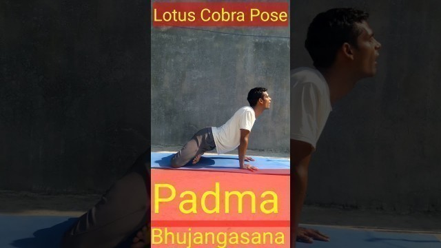 '#shorts #yoga #asanas #oxygen | Lotus Cobra Pose | Padma Bhujangasana | Yoga and Fitness With Shiva'