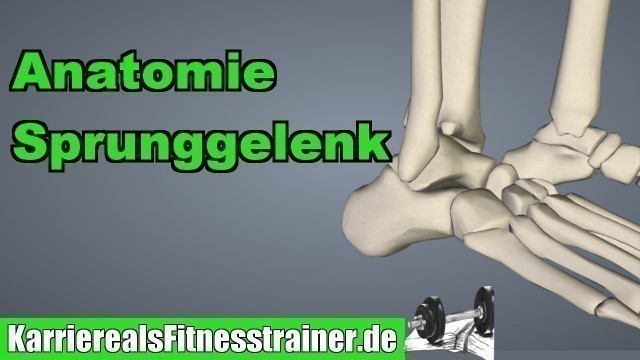 'Anatomie des Sprunggelenks für Fitnesstrainer erklärt!'