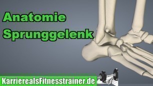 'Anatomie des Sprunggelenks für Fitnesstrainer erklärt!'