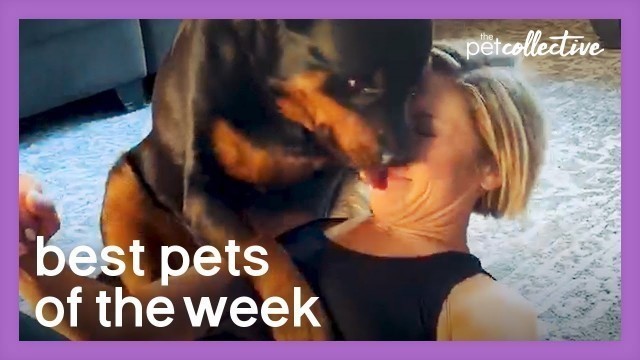 'Fitness Fails | Best Pets of the Week'