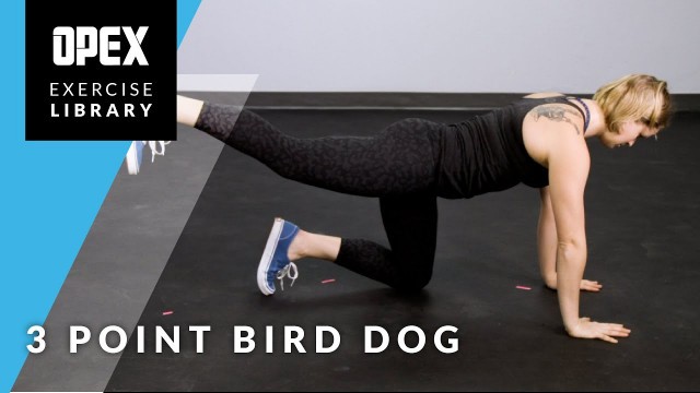 '3 Point Bird Dog - OPEX Exercise Library'