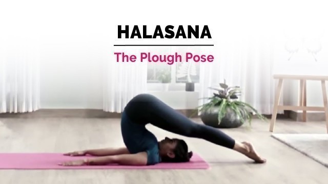 'Halasana | Plow Yoga Pose | Steps | Benefits | Yogic Fitness'