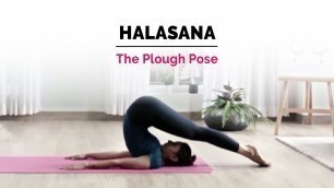 'Halasana | Plow Yoga Pose | Steps | Benefits | Yogic Fitness'