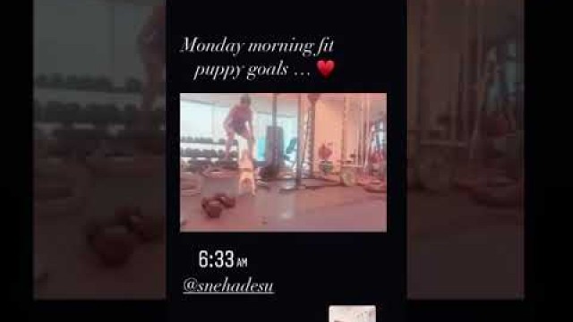 'Samantha akkineni latest online fitness videos with her cute dogs'