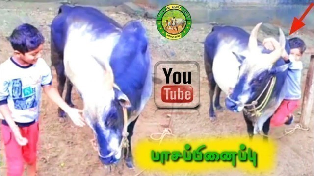 '#அ௫மையான வளர்ப்பு / #the fitness angel is jallikattu bull training in boy #jallikattu'