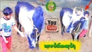 '#அ௫மையான வளர்ப்பு / #the fitness angel is jallikattu bull training in boy #jallikattu'