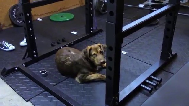 'Xtreme Monkey 365 Power Rack Review (Plus my Dog)'