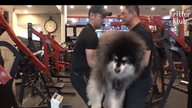 'Dad Is A Gym Trainer But His Doggo Son Is Extremely Obese | Kritter Klub'